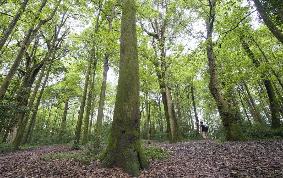 富有特色的中亚热带常绿阔叶林,是人类保护森林与森林自然演替相结