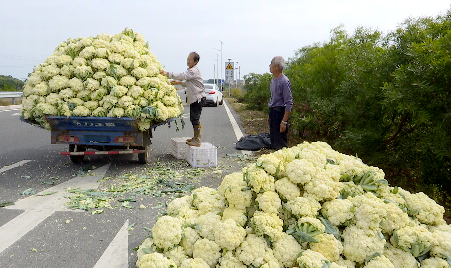 古雷开发区杜浔镇花菜成熟季群众采摘忙