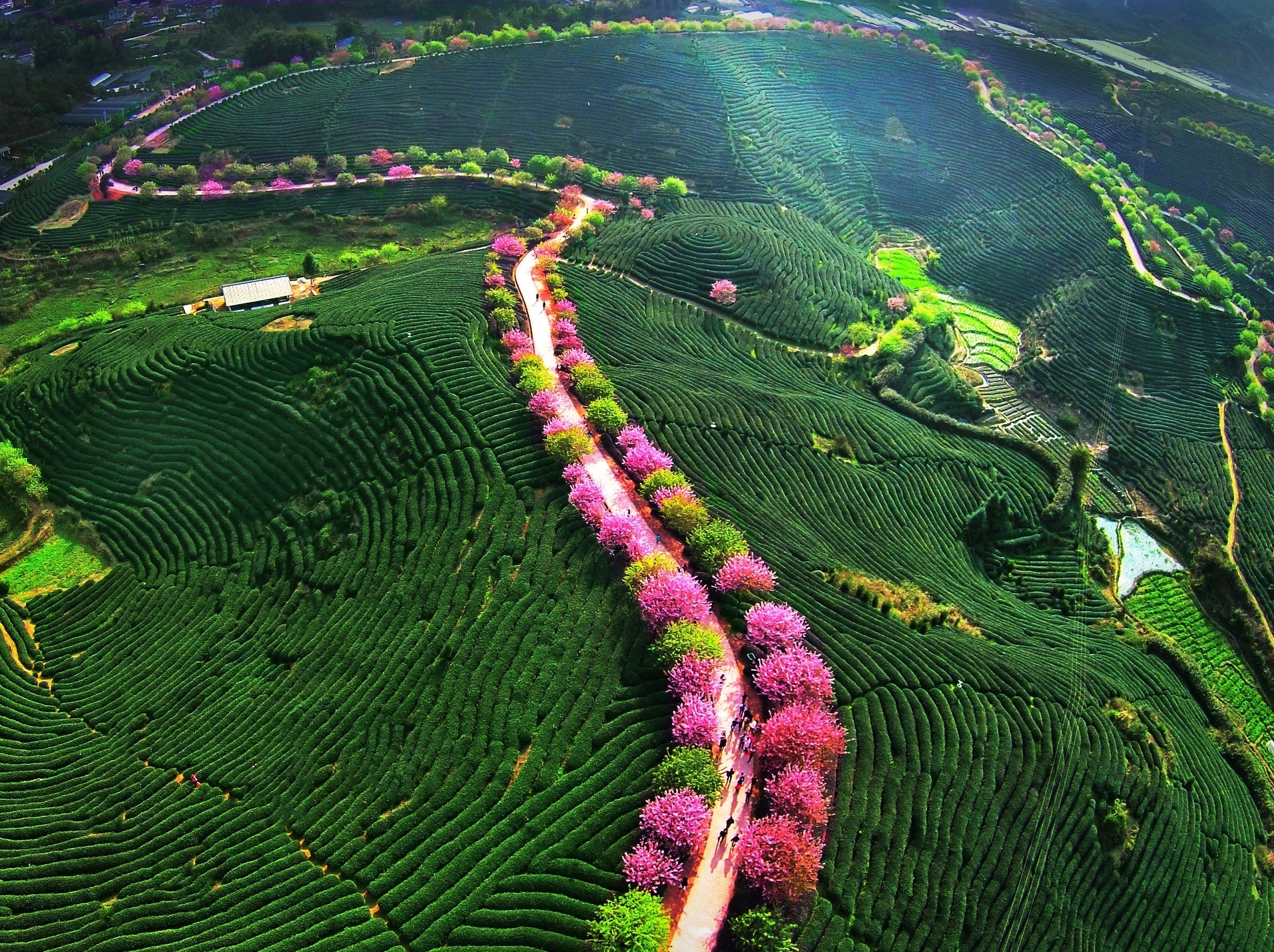 福建永福樱花2021花期图片