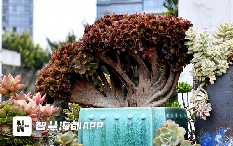福州花卉市场年味浓，今年最受欢迎的“花魁”是它！