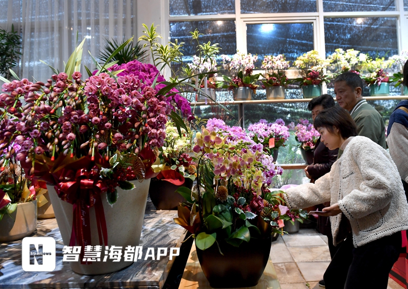 福州花卉市场年味浓，今年最受欢迎的“花魁”是它！