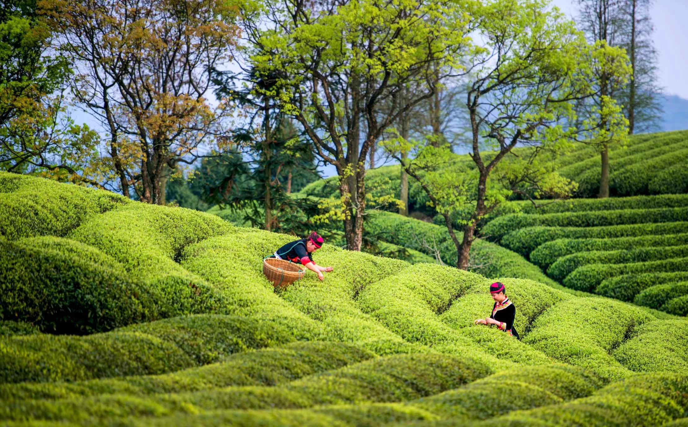 茶园图片真实照片最美图片