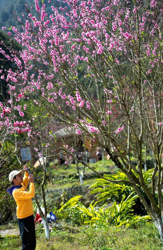 永春：桃花盛开引客来