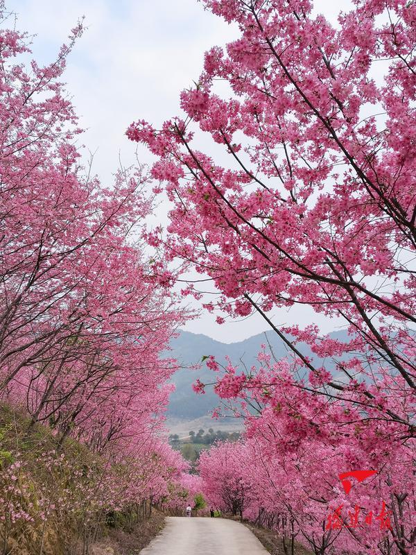 广西北流梧村樱花图片