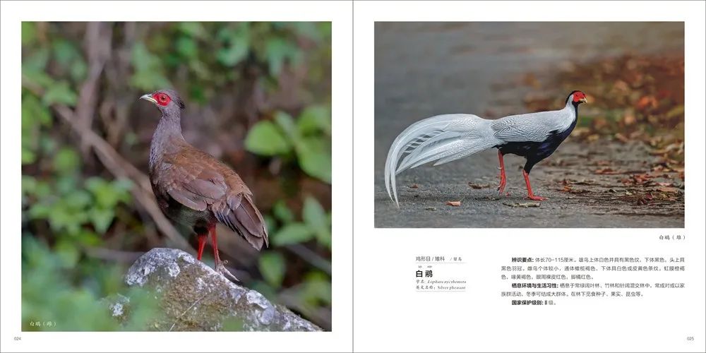 赶紧来欣赏国家一级保护鸟类和国家二级保护鸟类长得是啥样?