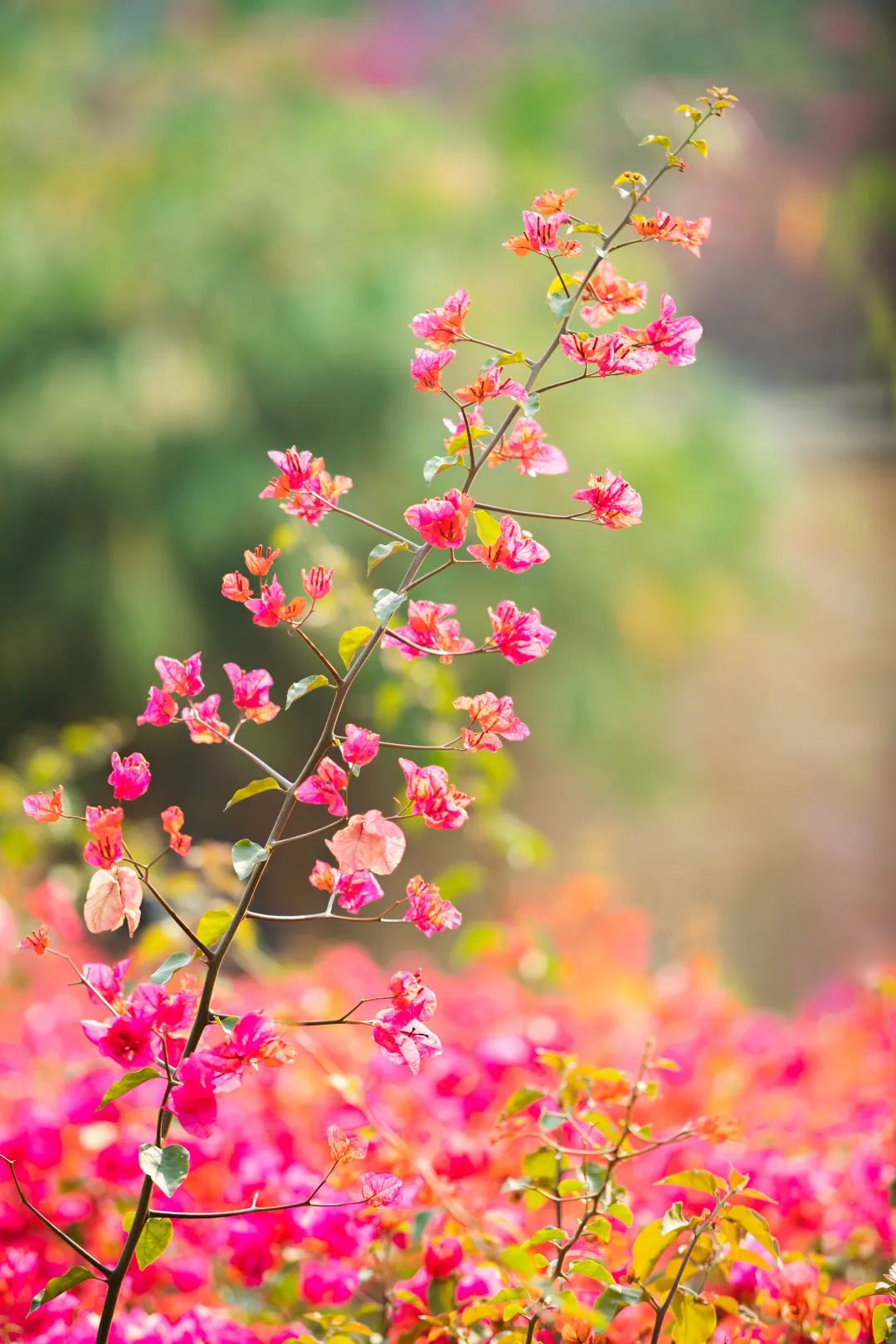 请接收福建高校的绝美春景!