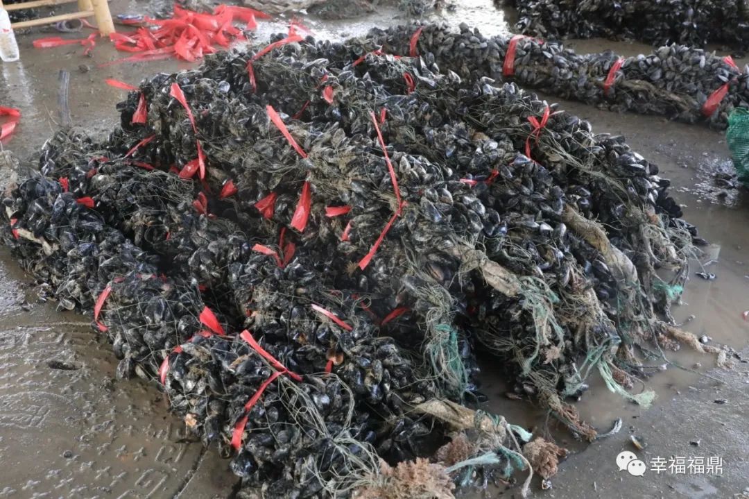 只见工人们先在半管状容器上铺上筛网片,然后将贻贝苗均匀地散放其上