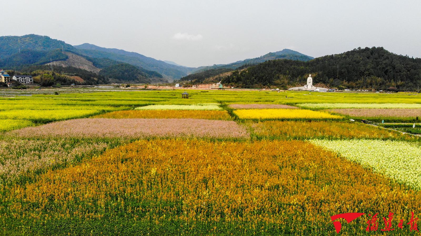 日前,随着气温转暖,武夷山五夫镇五彩油菜花盛开,游人纷至沓来.