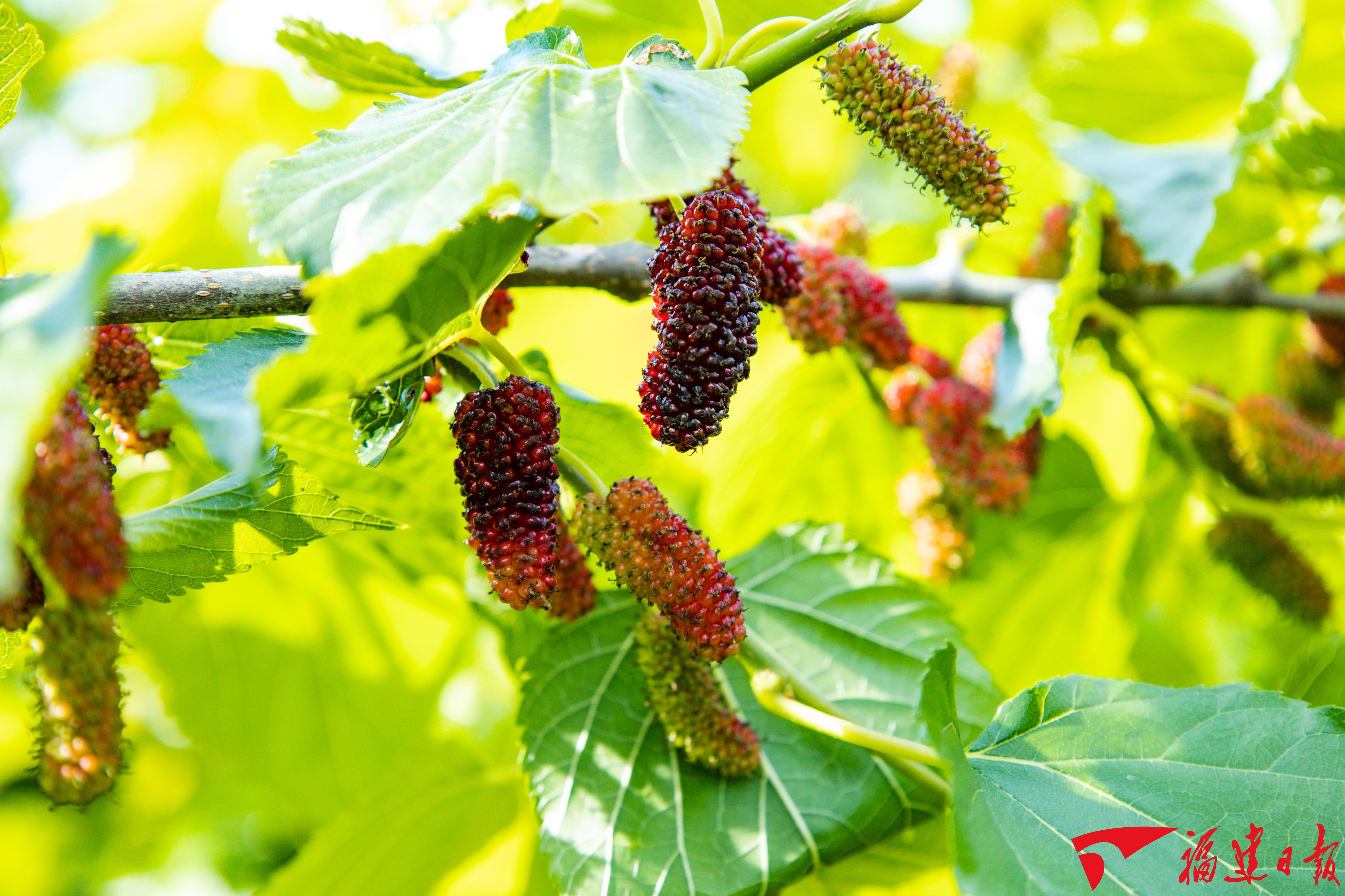 无籽大十桑葚散发诱人果香(周燕兰 摄).jpg