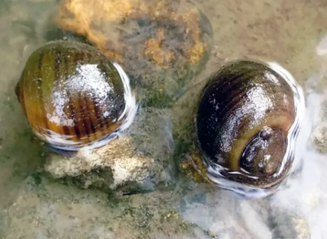 提醒这种大个螺不能吃