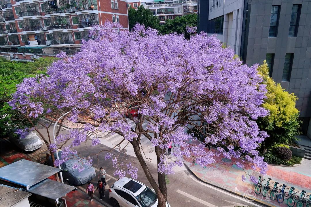 唯美浪漫蓝花楹相思树花都开好了