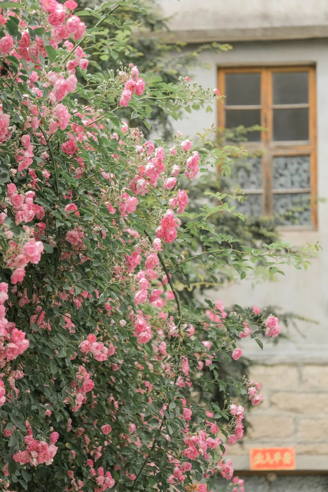 云游宁德鲤鱼溪畔的蔷薇花刷屏啦