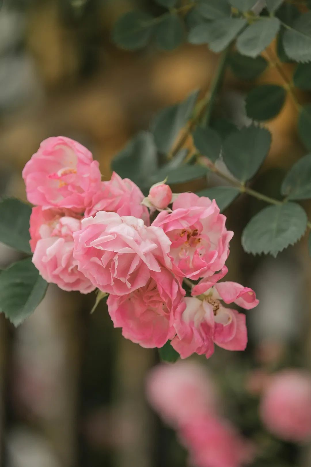 每一种花都有它的花语每一种花语也蕴含了不一样的人生哲理蔷薇