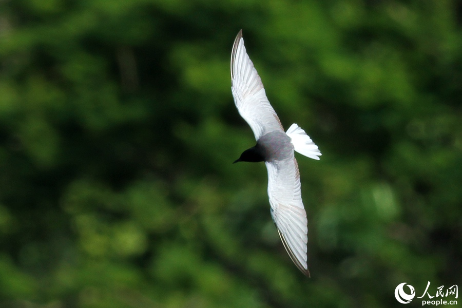 好热闹数百只白翅浮鸥翔集厦门筼筜湖畔