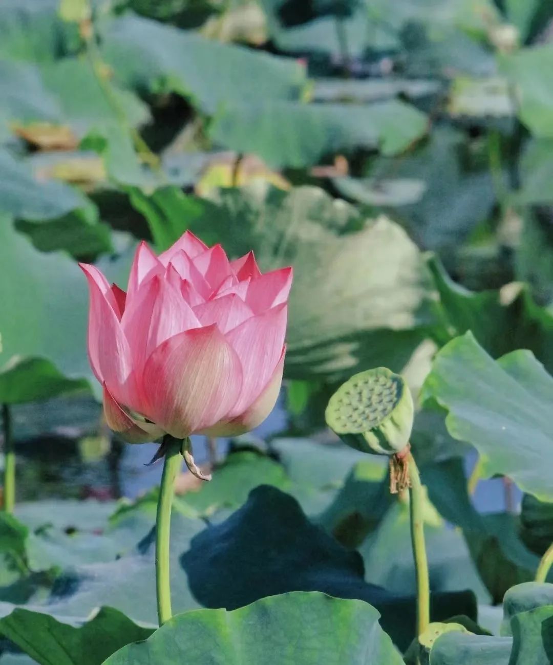 送你一池南平夏荷大片