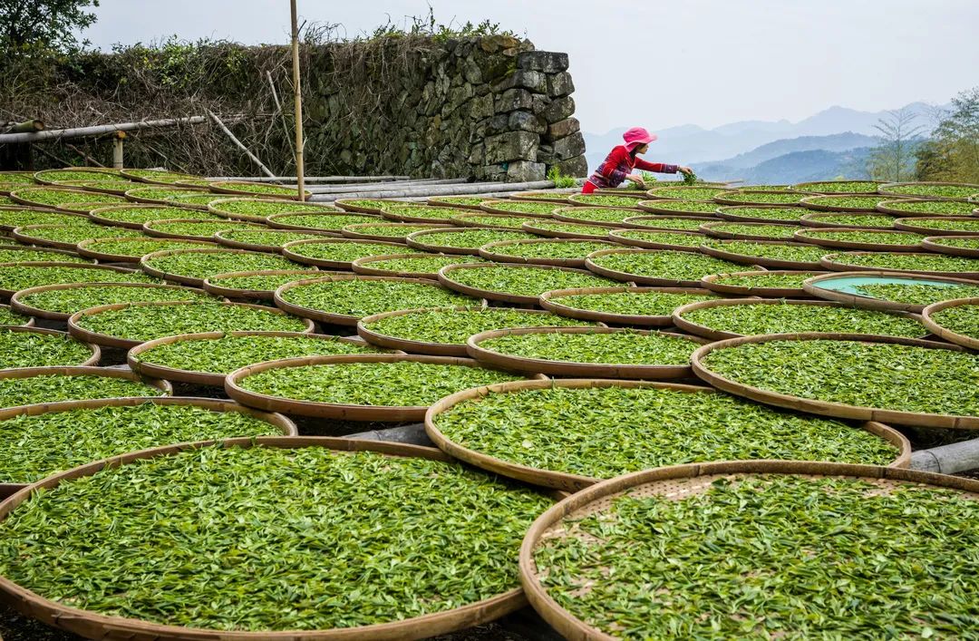 摆脱贫困出版30周年书中12次提到茶