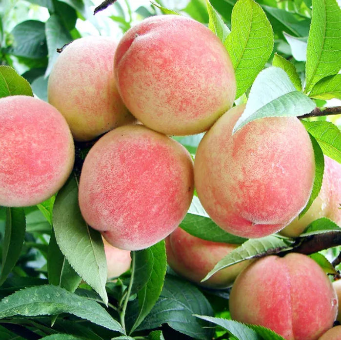 可露营,野炊,赏花,摘桃子…太好玩了!