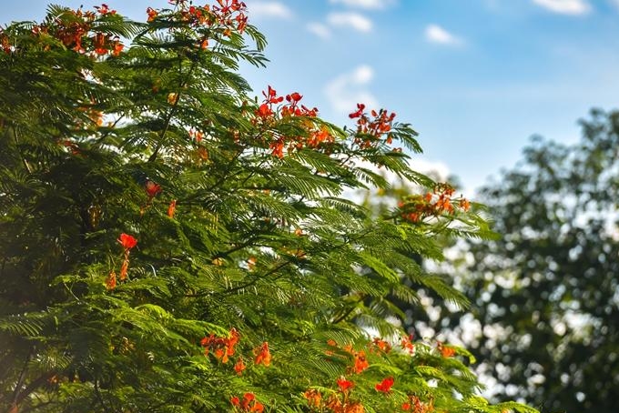 福州凤凰树“夏花秋开”