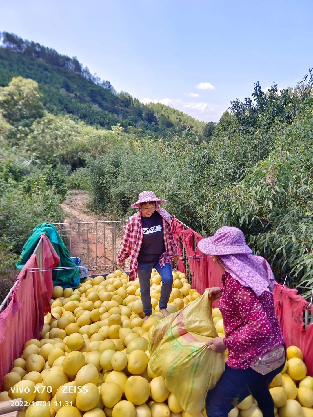 上杭稔田镇畅通蜜柚销路人大代表在行动