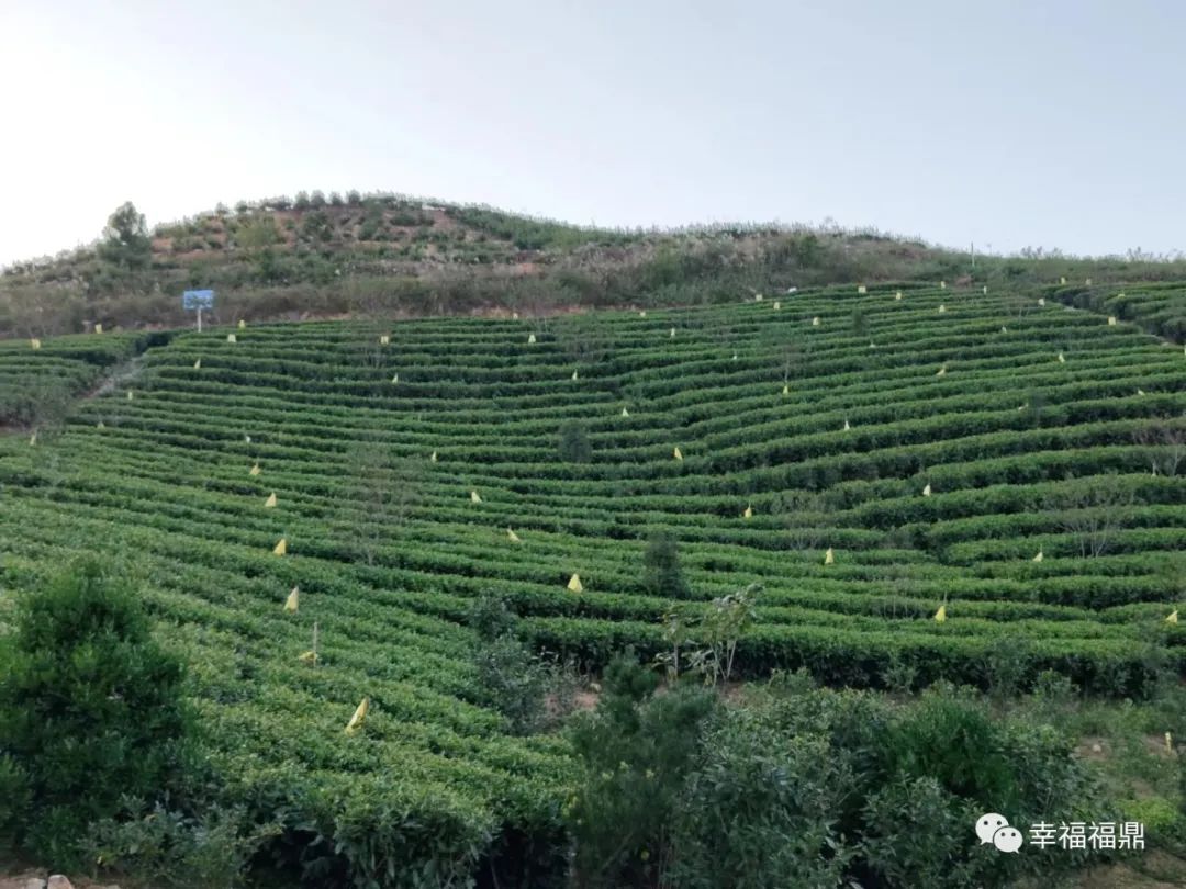 管阳镇为茶园冬防"把脉"开良方!