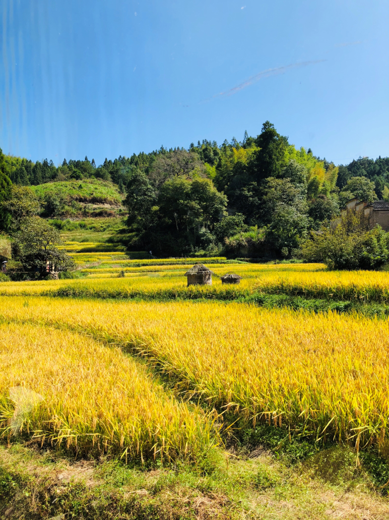 秋天的美景图片 稻田图片