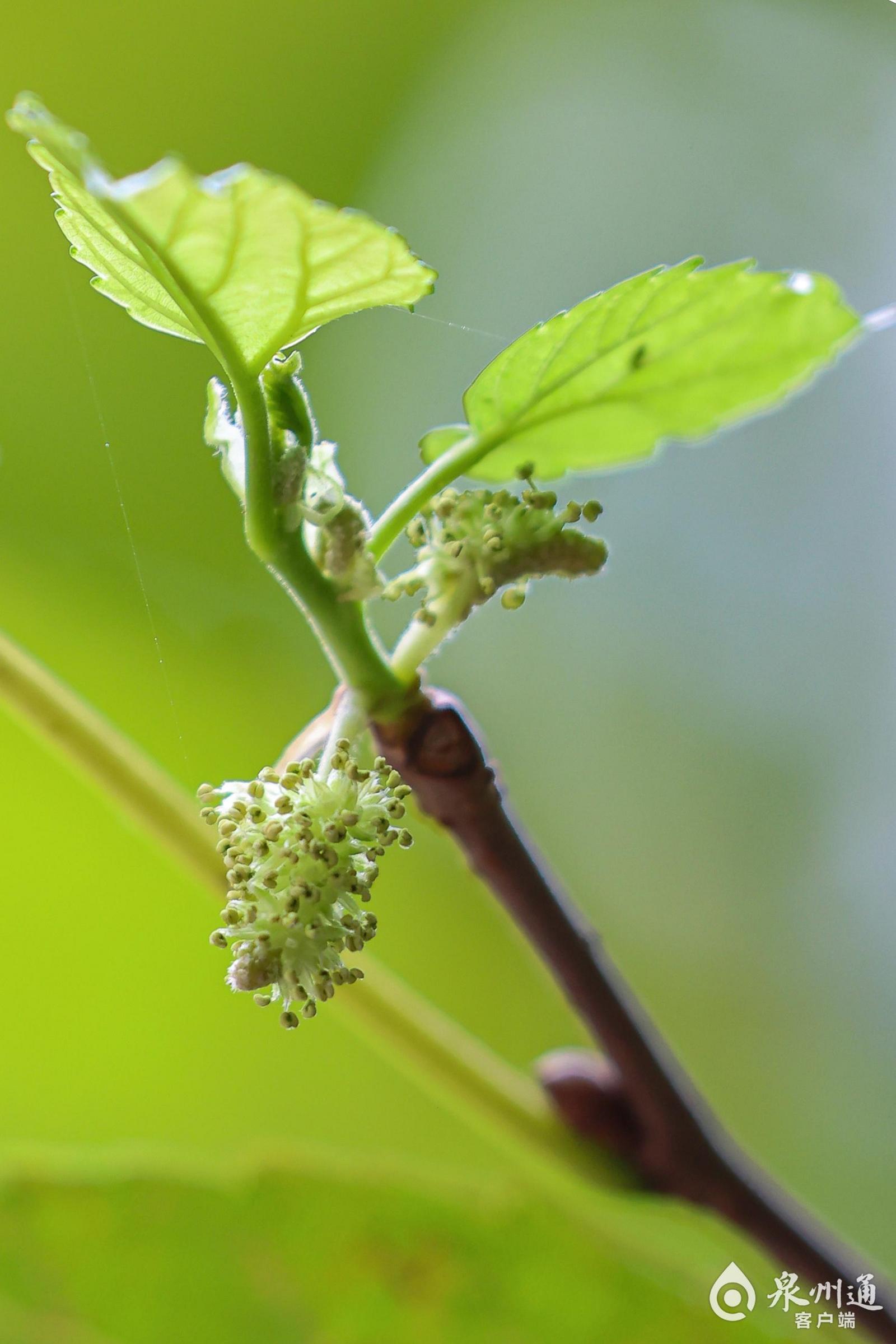在花盆里种桑树也能开花结果，每年春夏季节都能吃到桑葚果实_盆栽