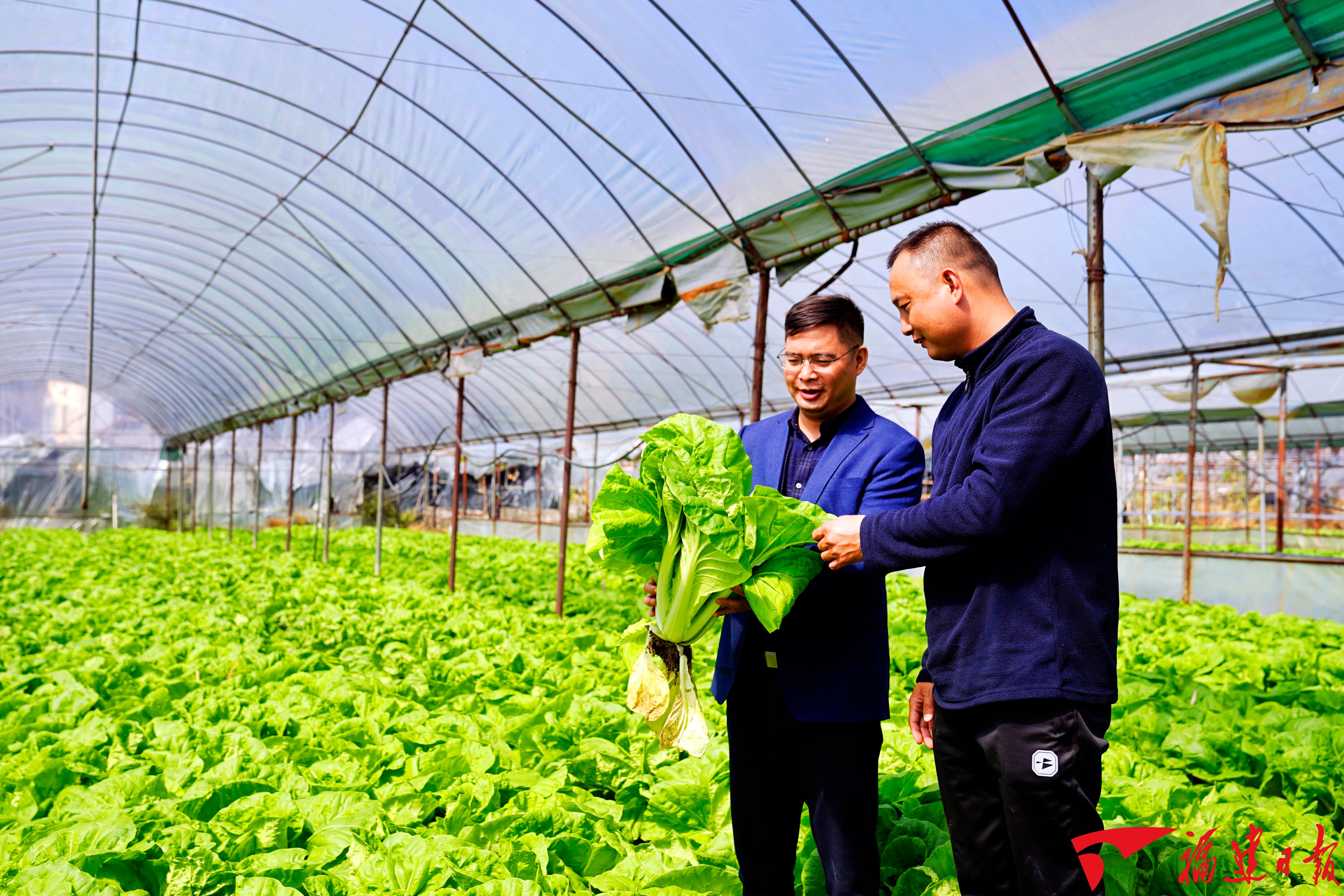 科特派团队为建阳"菜篮子"工程出谋划策