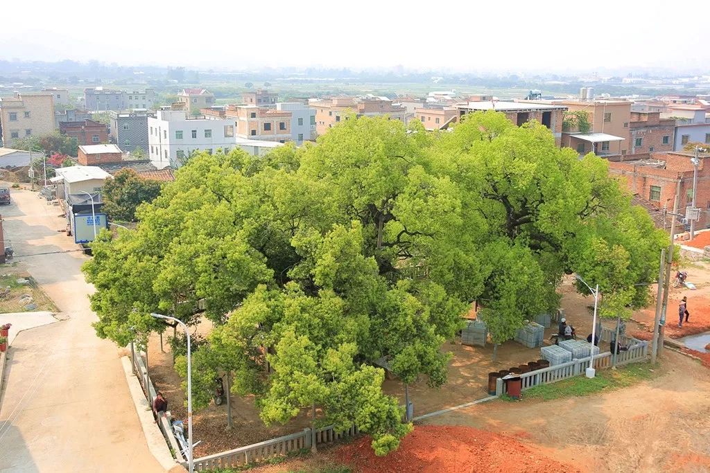 公婆樟位于翔安区新圩镇后埔村,两棵树龄超过1300年的樟树是厦门市