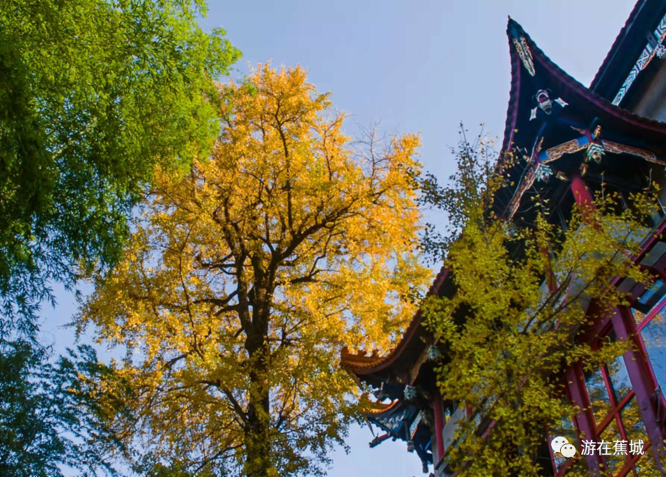 吳寧俊龍湫寺龍湫寺深藏在南漈公園的青山與綠竹之中寺前有一棵銀杏