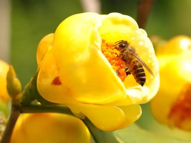 这是一株可以讲故事的植物金花茶