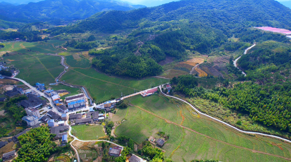 永泰县丹云乡认种地里鸭肥稻香