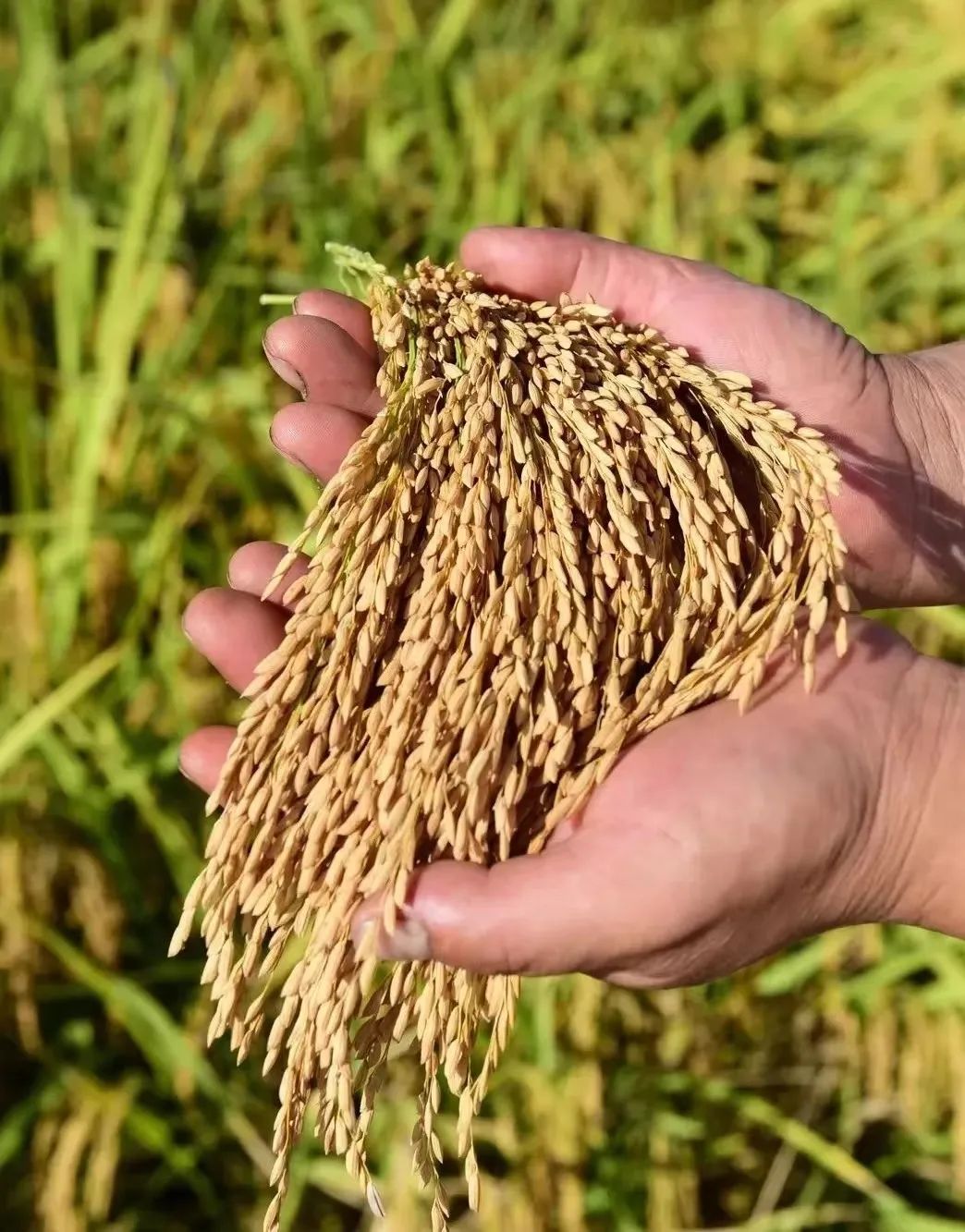 浦城:深耕细作一粒米 粮食安全扛在肩