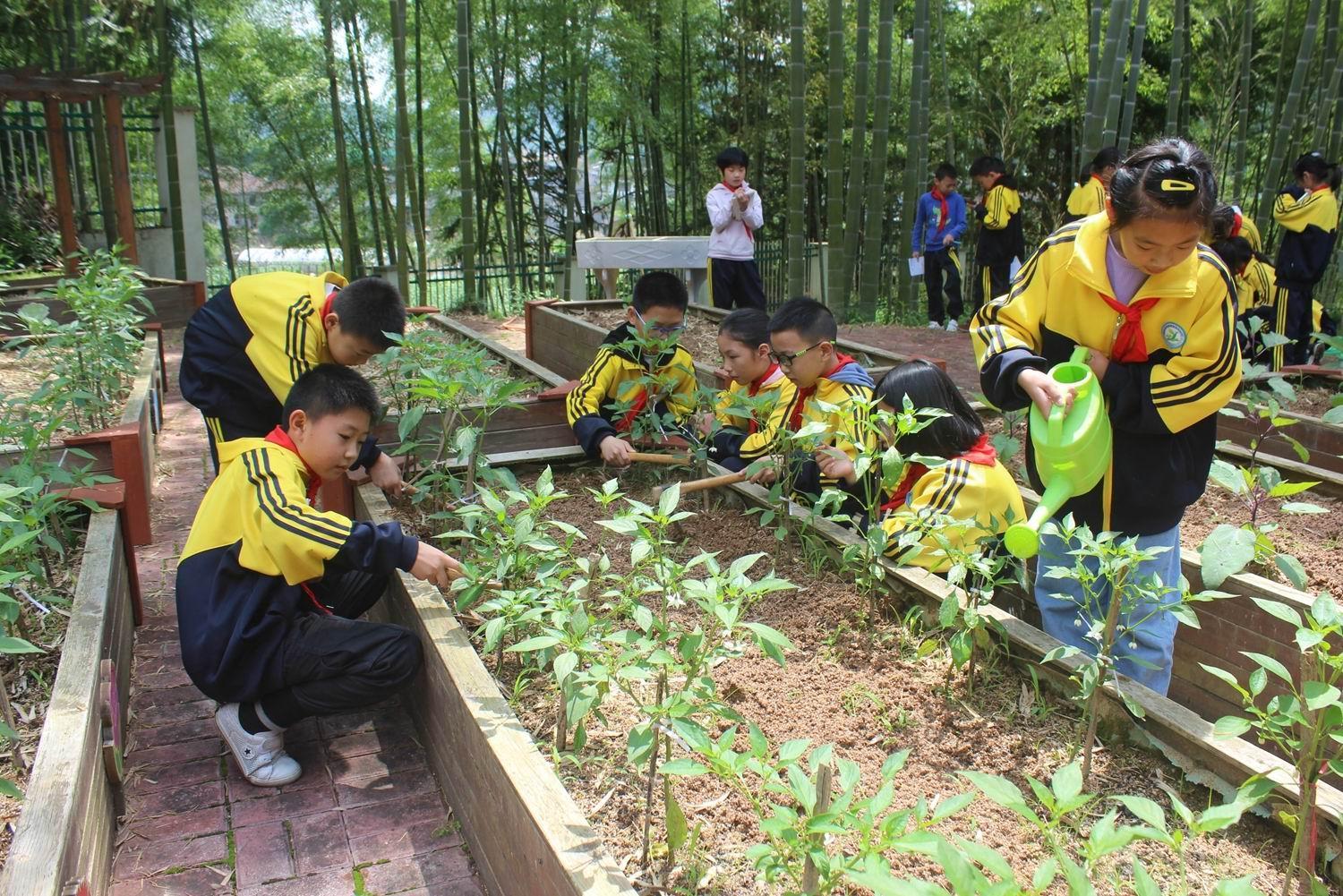 学生在植春园内管理蔬菜.jpg