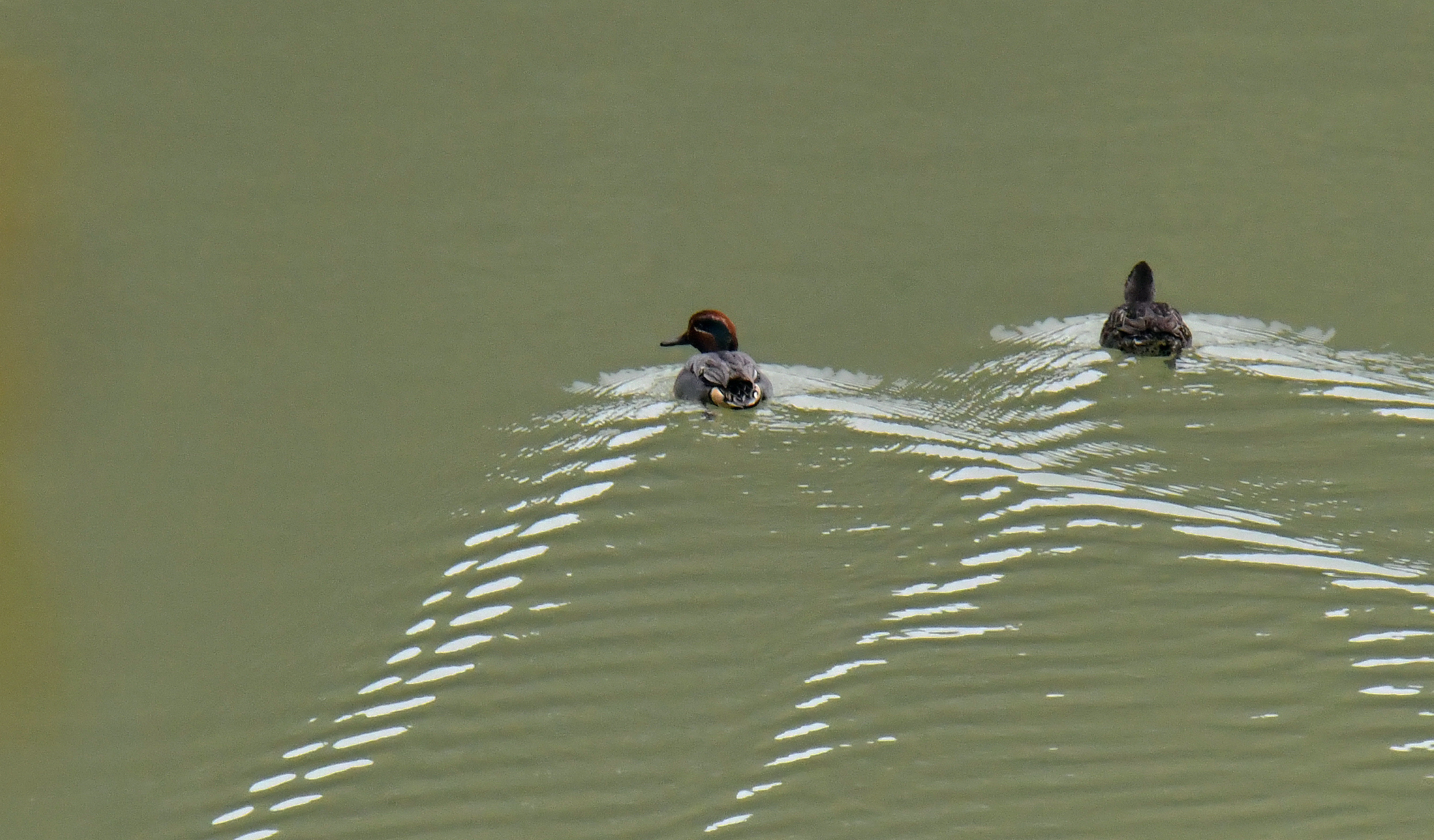 永安天宝岩保护区候鸟云集