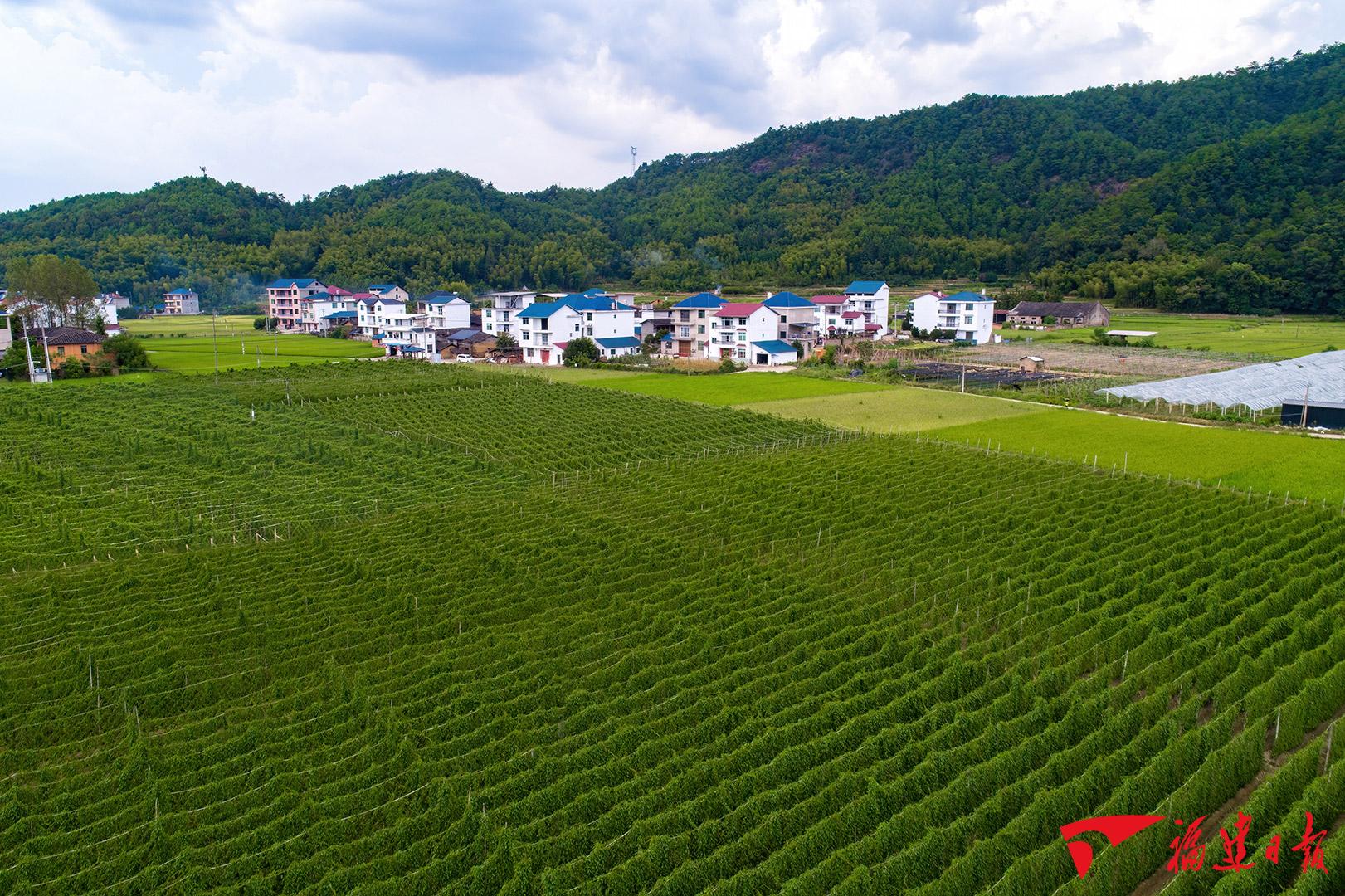 麻沙淮山种植基地 陈琦辉摄 jpg