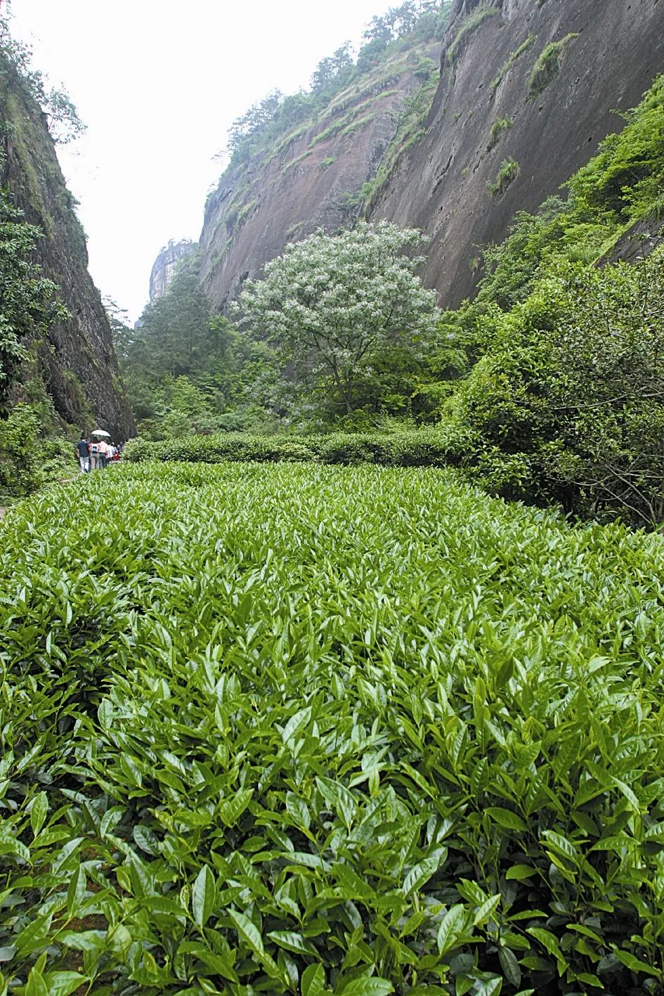 武夷岩茶 Amazon.com : 武夷岩茶,正宗武夷岩茶马头岩肉桂茶,250g*4