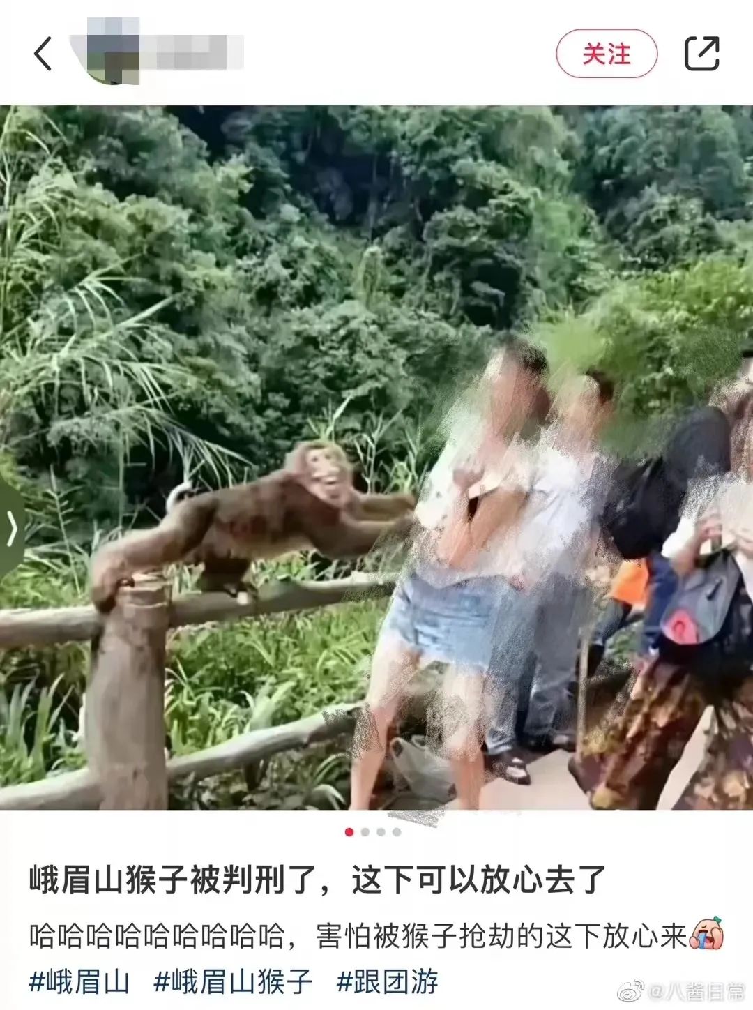 峨眉山的猴子伤人图片
