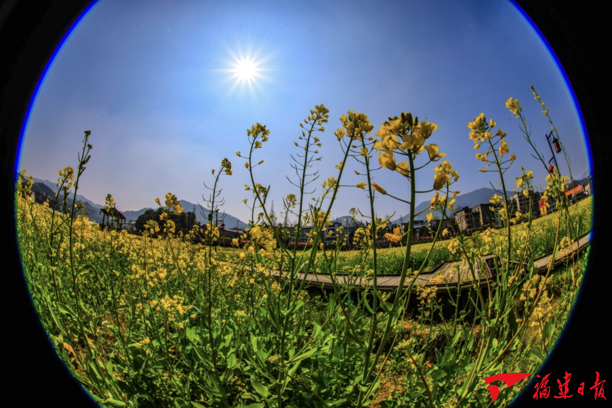 顺昌:油菜花儿开 美好风景来