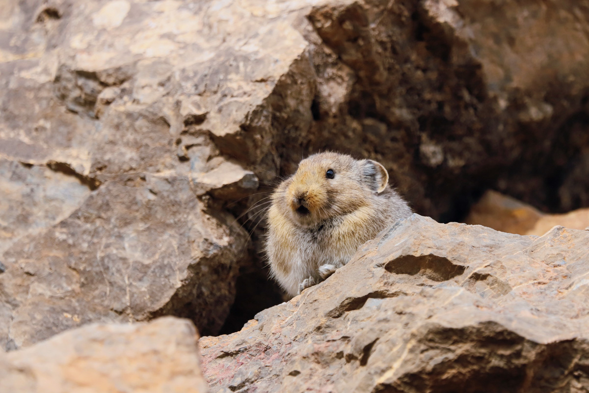 世界极危物种贺兰山鼠兔时隔6年现身