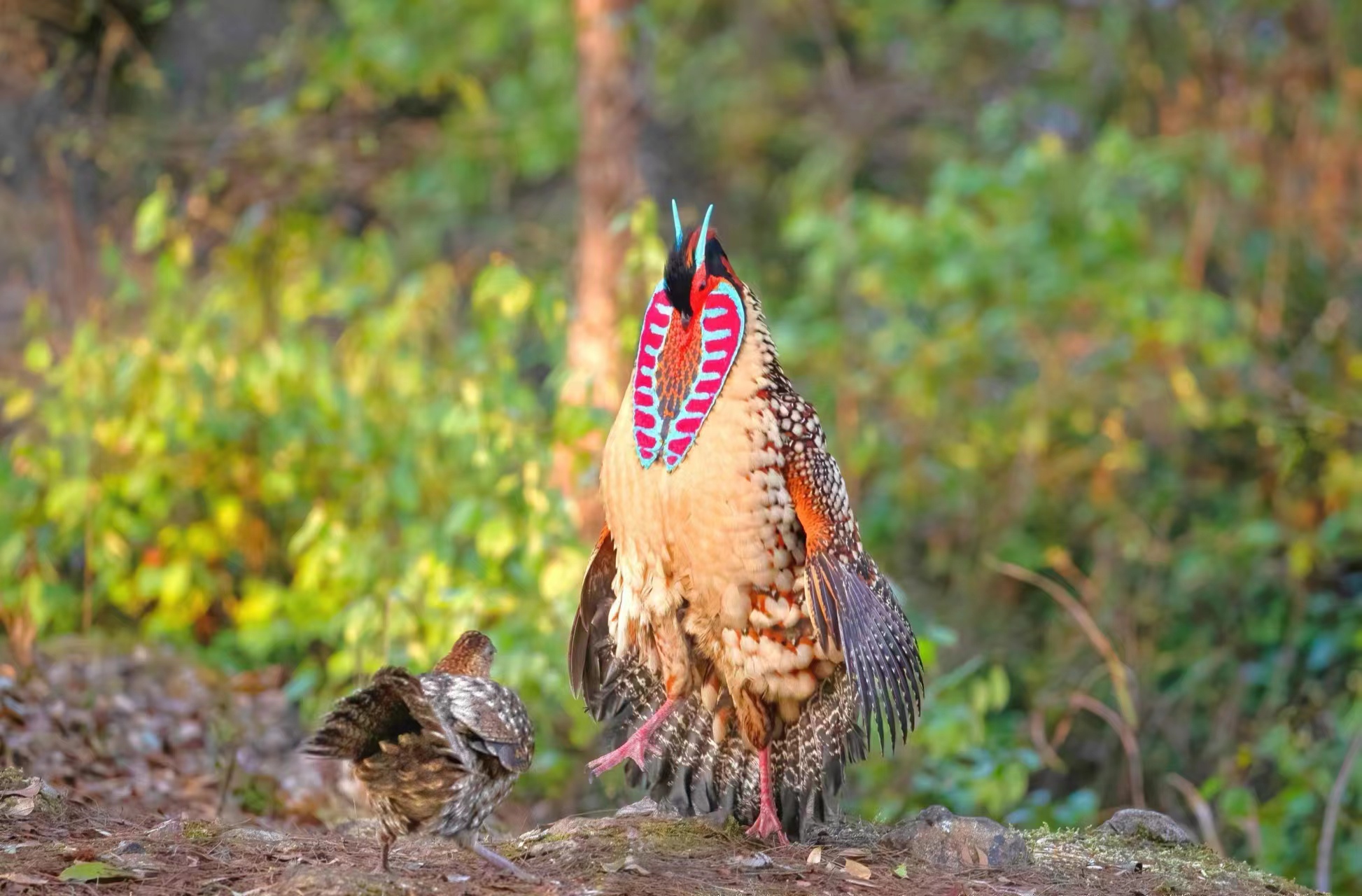 南平建瓯发现黄腹角雉特大种群