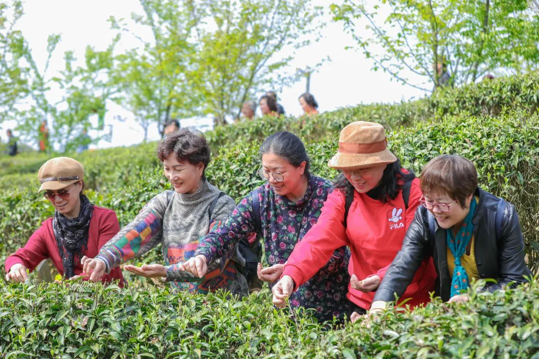 "香"约福建:福州春茶开采正当时