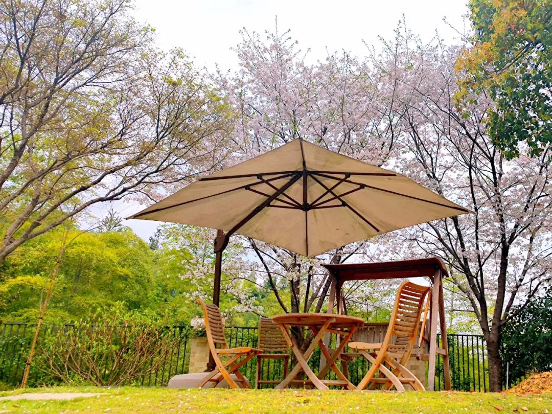 浦城:樱园花如雪 春光恰自来