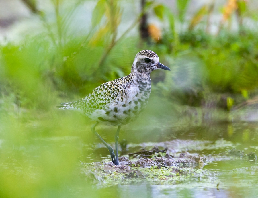 金斑鸻在明溪城区渔塘溪畔的南山湿地中流连.张峰摄