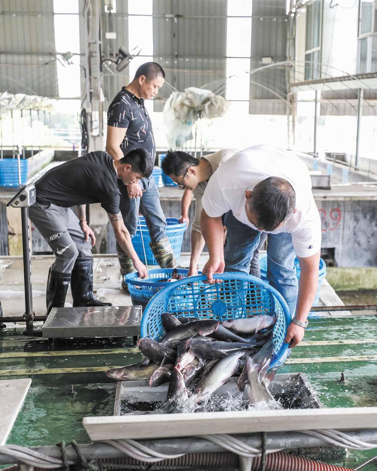 漳州：社区发展特色水产养殖，带动村民增收致富