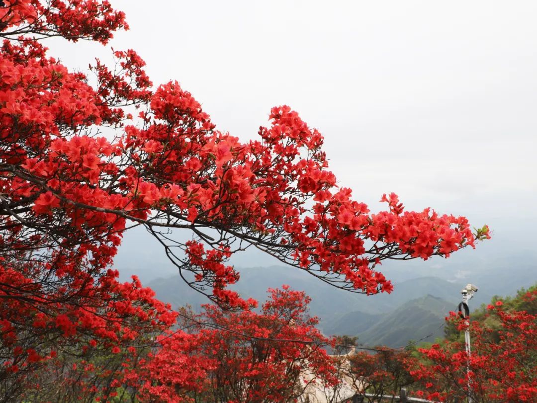 松溪:龙头山杜鹃花开成海迎客来