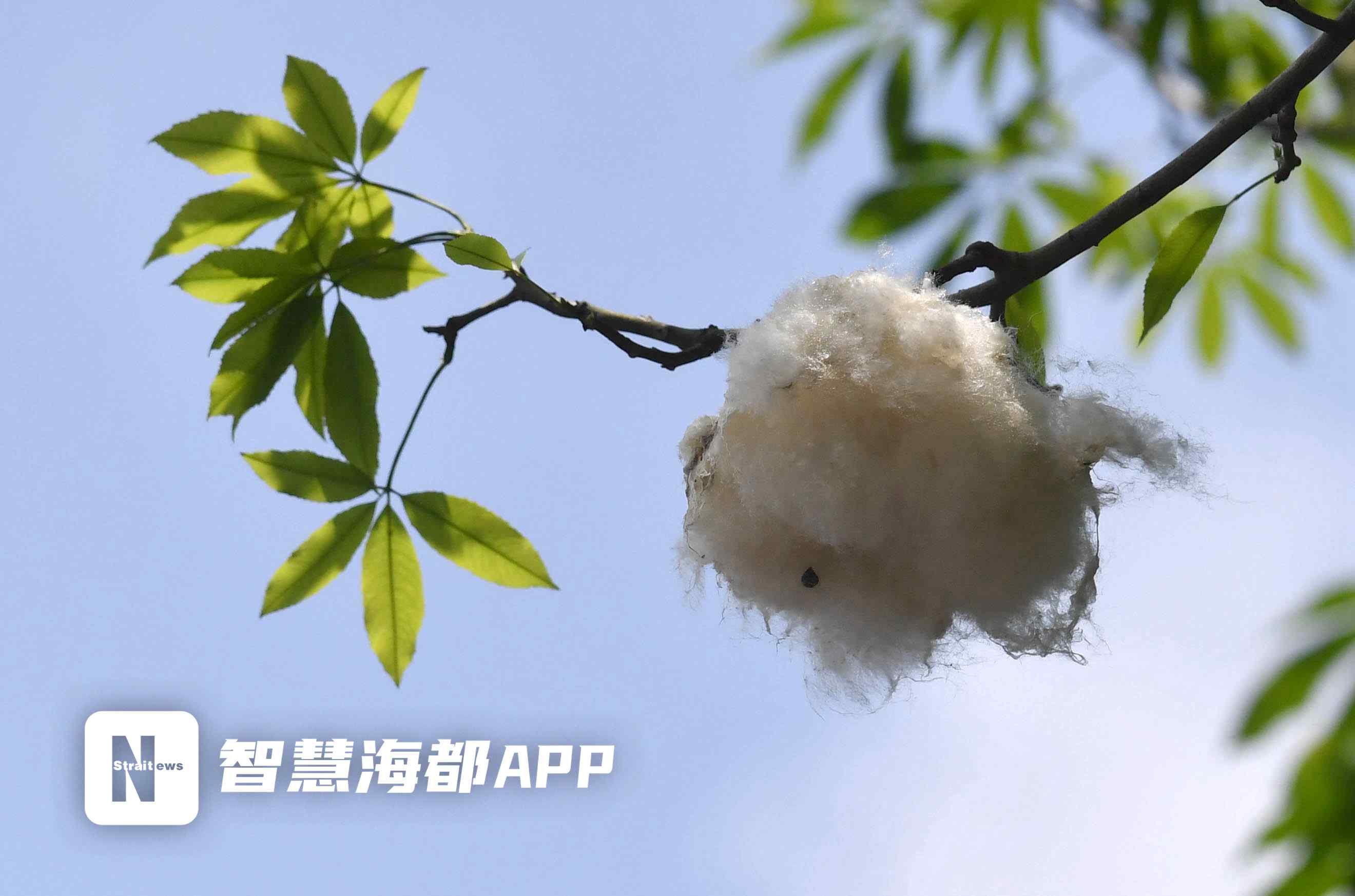 园林专家:系美丽异木棉的果实填充物