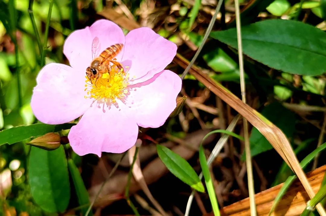 茫荡山有一片罕见大规模银粉蔷薇花簇
