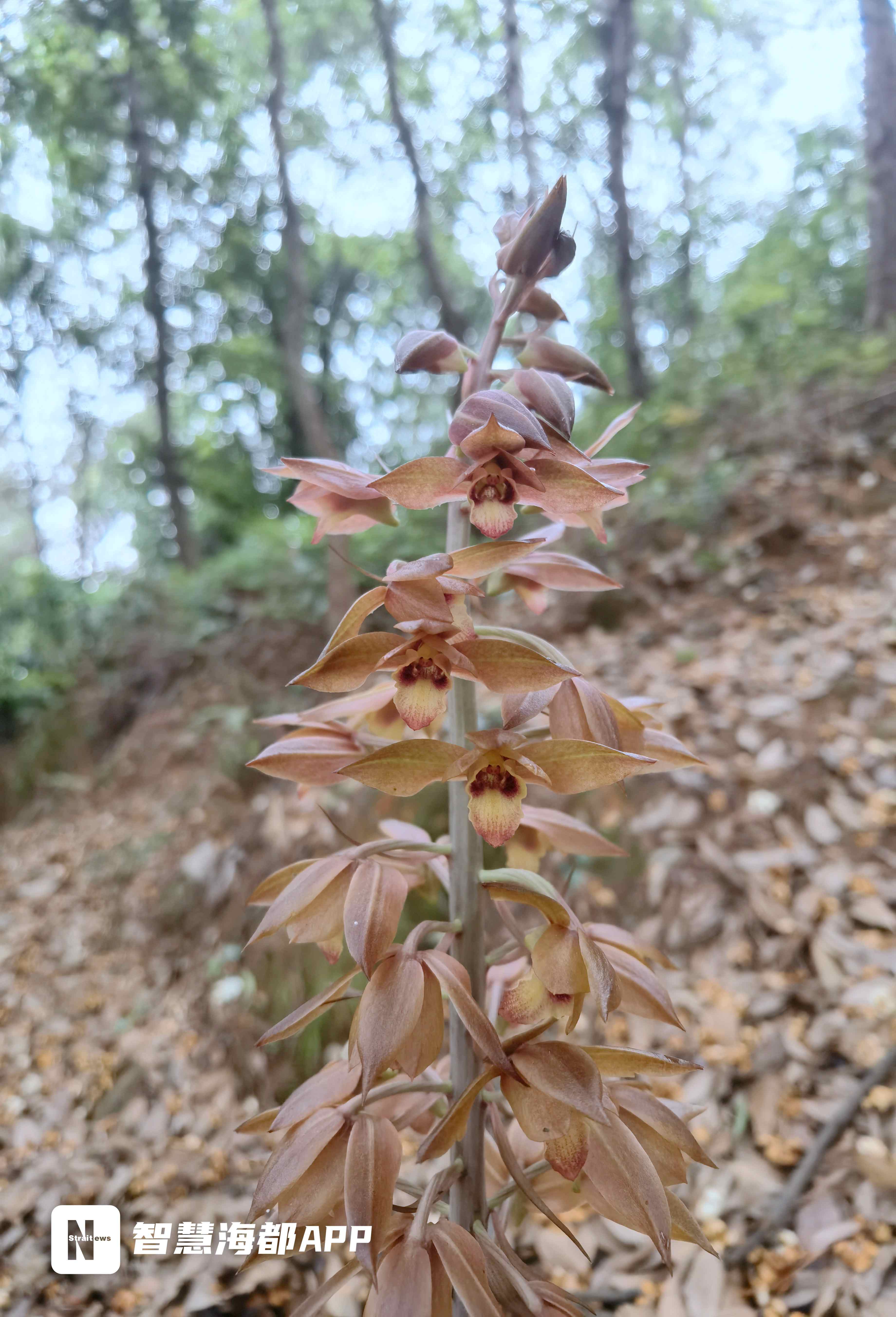 泉州安溪发现野生"无叶美冠兰",专家:比较珍贵,少有