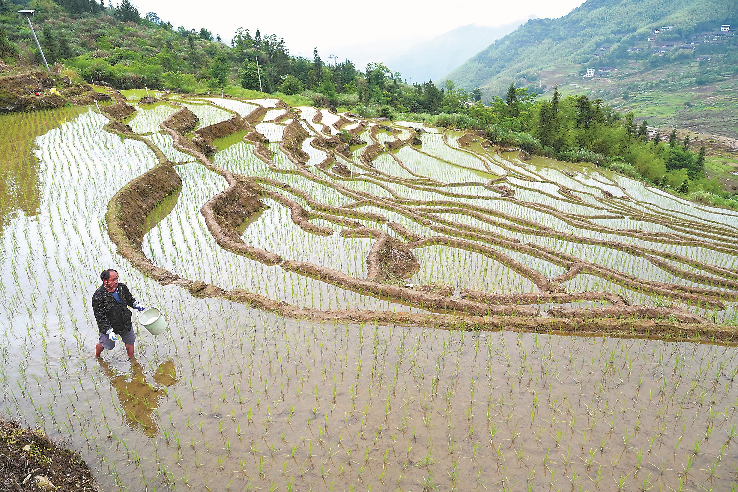 5月24日,农民在尤溪县联合镇连云村一处梯田里施肥.