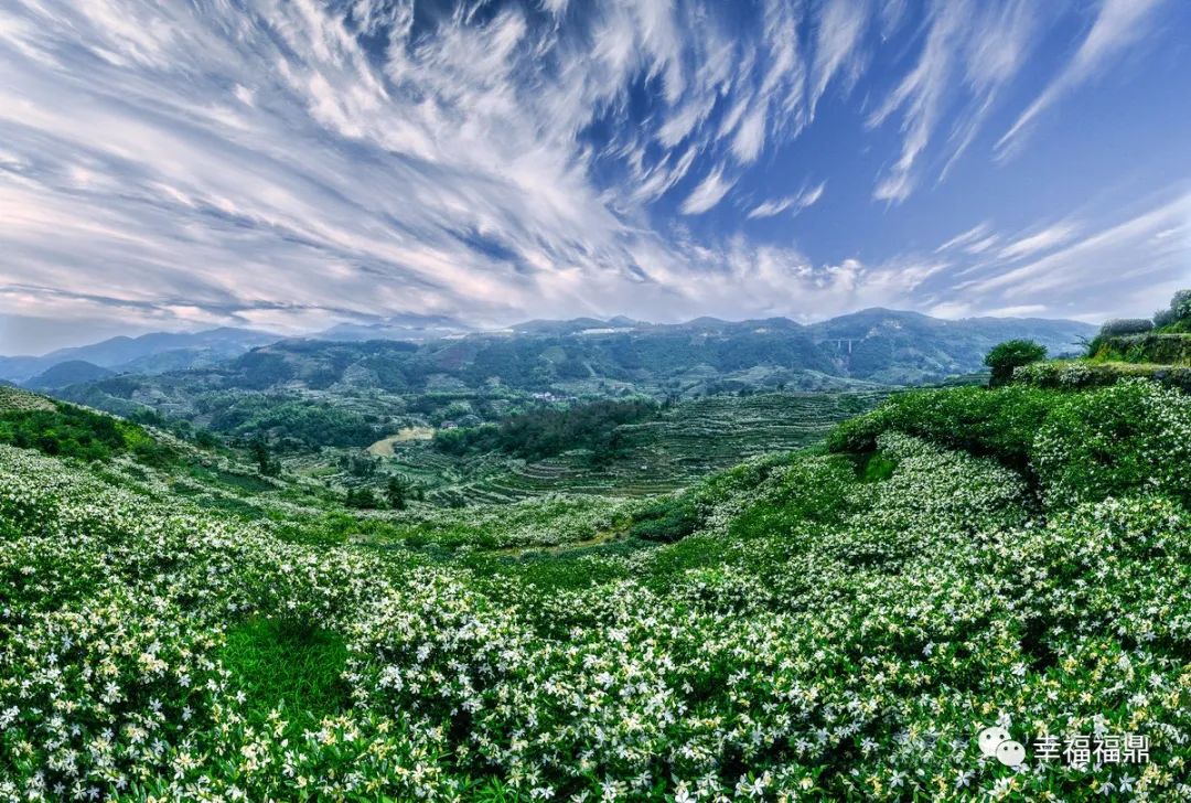 临沂栀子花基地图片